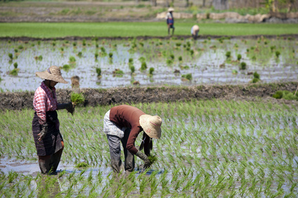 Myanmar - Die Landwirtschaft ist noch auf einfacher Stufe